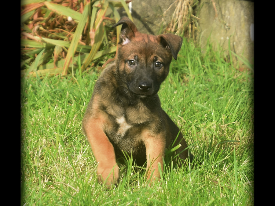 Beautiful and strong Belgian Shepherd x Dutch Shepherd 6